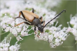 <p>TESAŘÍK OBECNÝ (Stictoleptura rubra) ---- /Red-brown Longhorn Beetle - Rothalsbock/</p>
